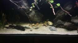 Aquarium DARK ROOTS (aufgelöst)