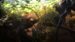 Pflanzen im Aquarium DARK ROOTS (aufgelöst)