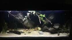 Aquarium DARK ROOTS (aufgelöst)