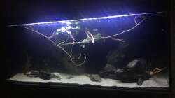 Aquarium DARK ROOTS (aufgelöst)