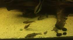 Besatz im Aquarium DARK ROOTS (aufgelöst)