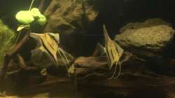 Besatz im Aquarium DARK ROOTS (aufgelöst)