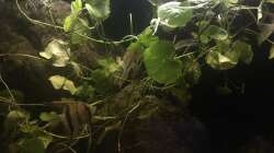 Aquarium DARK ROOTS (aufgelöst)