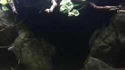 Dekoration im Aquarium DARK ROOTS (aufgelöst)