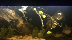 Aquarium DARK ROOTS (aufgelöst)