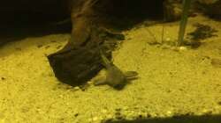 Besatz im Aquarium DARK ROOTS (aufgelöst)