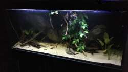 Aquarium DARK ROOTS (aufgelöst)