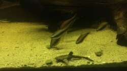 Besatz im Aquarium DARK ROOTS (aufgelöst)