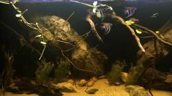 Aquarium DARK ROOTS (aufgelöst)