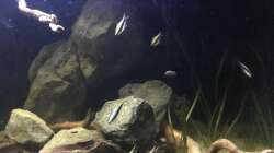 Besatz im Aquarium DARK ROOTS (aufgelöst)
