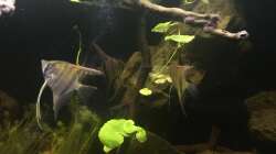 Besatz im Aquarium DARK ROOTS (aufgelöst)