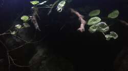 Dekoration im Aquarium DARK ROOTS (aufgelöst)