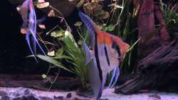 Besatz im Aquarium DARK ROOTS (aufgelöst)