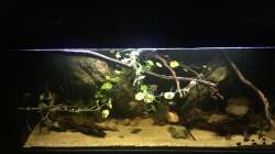 Aquarium DARK ROOTS (aufgelöst)