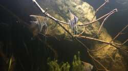 Besatz im Aquarium DARK ROOTS (aufgelöst)