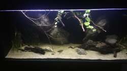 Aquarium DARK ROOTS (aufgelöst)