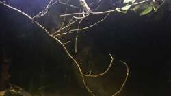 Dekoration im Aquarium DARK ROOTS (aufgelöst)