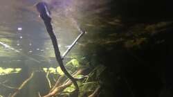 Pflanzen im Aquarium DARK ROOTS (aufgelöst)