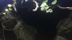 Dekoration im Aquarium DARK ROOTS (aufgelöst)