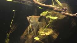 Besatz im Aquarium DARK ROOTS (aufgelöst)