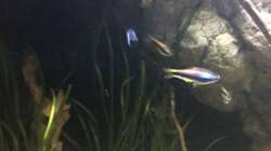 Besatz im Aquarium DARK ROOTS (aufgelöst)