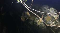 Besatz im Aquarium DARK ROOTS (aufgelöst)