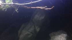 Dekoration im Aquarium DARK ROOTS (aufgelöst)