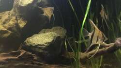 Besatz im Aquarium DARK ROOTS (aufgelöst)