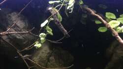 Dekoration im Aquarium DARK ROOTS (aufgelöst)
