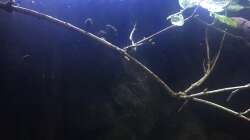 Dekoration im Aquarium DARK ROOTS (aufgelöst)