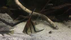 Besatz im Aquarium DARK ROOTS (aufgelöst)