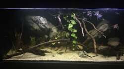 Aquarium DARK ROOTS (aufgelöst)