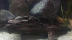 Dekoration im Aquarium DARK ROOTS (aufgelöst)