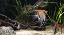 Besatz im Aquarium DARK ROOTS (aufgelöst)