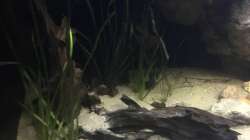 Dekoration im Aquarium DARK ROOTS (aufgelöst)