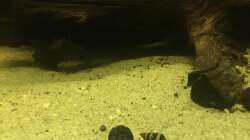 Besatz im Aquarium DARK ROOTS (aufgelöst)