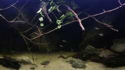 Aquarium DARK ROOTS (aufgelöst)