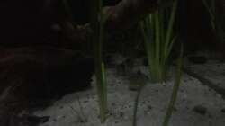 Besatz im Aquarium DARK ROOTS (aufgelöst)