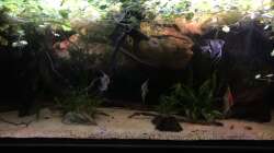 Aquarium DARK ROOTS (aufgelöst)