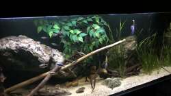 Aquarium DARK ROOTS (aufgelöst)