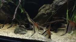 Besatz im Aquarium DARK ROOTS (aufgelöst)