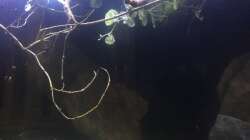 Dekoration im Aquarium DARK ROOTS (aufgelöst)