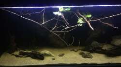 Aquarium DARK ROOTS (aufgelöst)