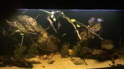 Aquarium DARK ROOTS (aufgelöst)