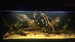 Aquarium DARK ROOTS (aufgelöst)