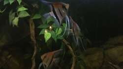 Besatz im Aquarium DARK ROOTS (aufgelöst)