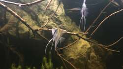 Besatz im Aquarium DARK ROOTS (aufgelöst)