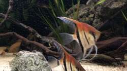 Besatz im Aquarium DARK ROOTS (aufgelöst)