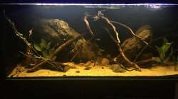 Aquarium DARK ROOTS (aufgelöst)