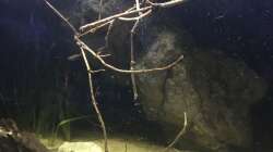 Aquarium DARK ROOTS (aufgelöst)